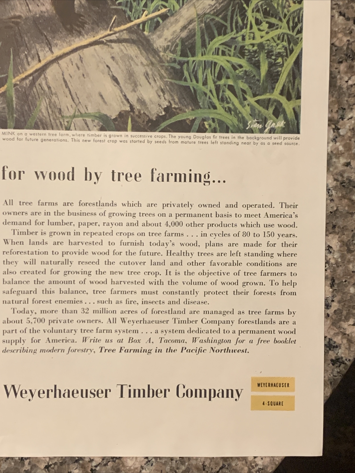 1955 Weyerhaeuser Timber PRINT AD Otter Meet Wood Demand VTG 1950s Tree Farming