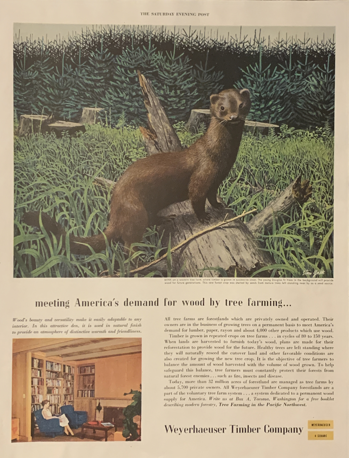 1955 Weyerhaeuser Timber PRINT AD Otter Meet Wood Demand VTG 1950s Tree Farming