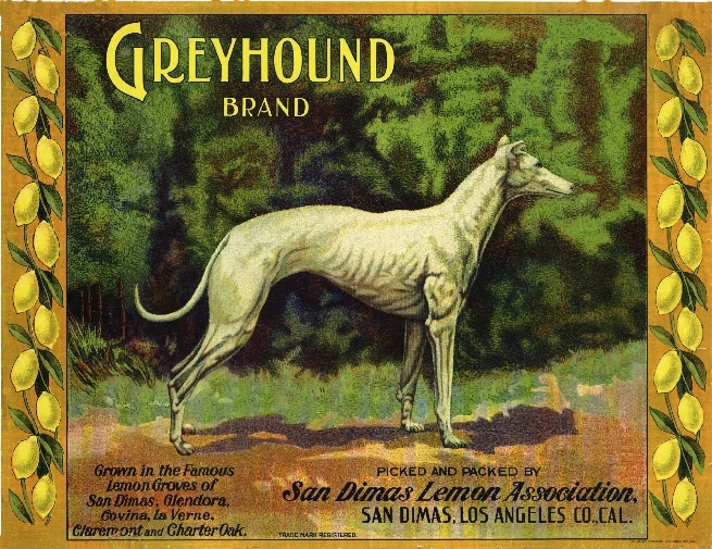 San Dimas Greyhound Dog Lemon #2 Citrus Fruit Crate Label Art Print