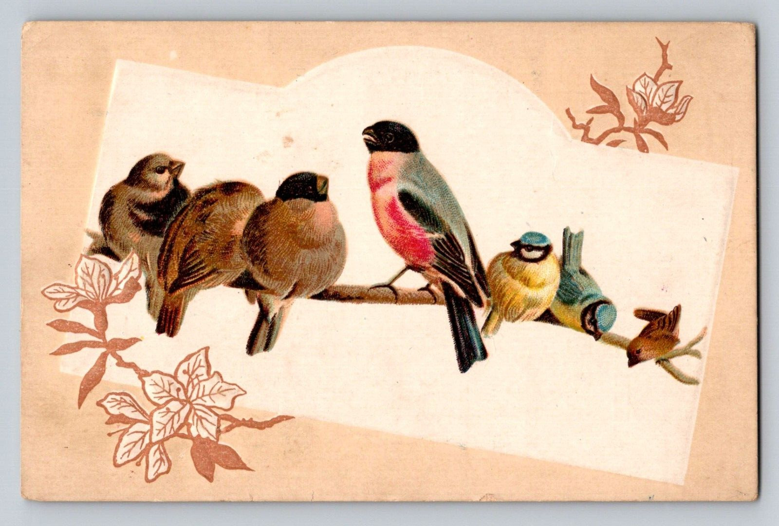Woolson Spice Co Birds Songbirds Toledo Ohio P671