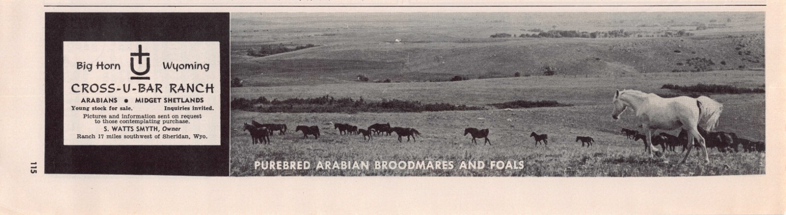 Big Horn WY Cross-U-Bar Ranch Arabians Midget Shetlands Vtg Magazine Print Ad