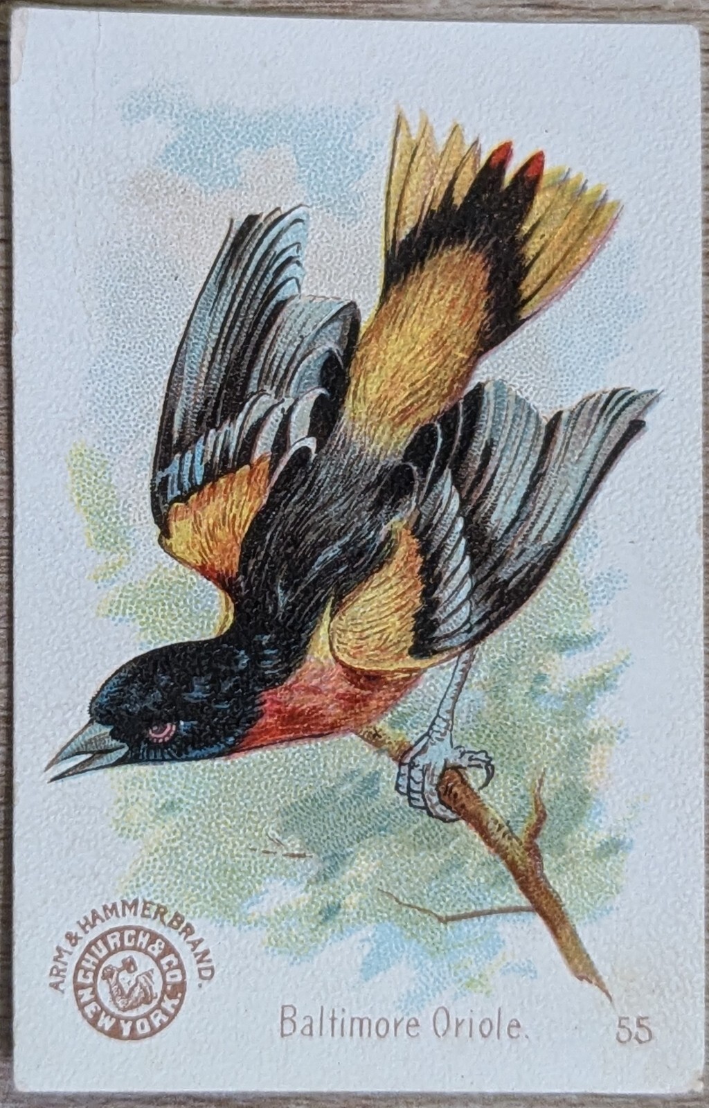 1898 J2 AH600 Church & Co Arm & Hammer Beautiful Birds #55 Baltimore Oriole