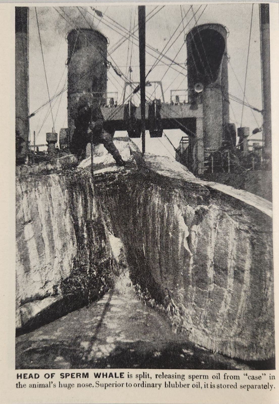 1946 Magazine Photo Antarctica Head of Sperm Whale Split Releasing Sperm Oil