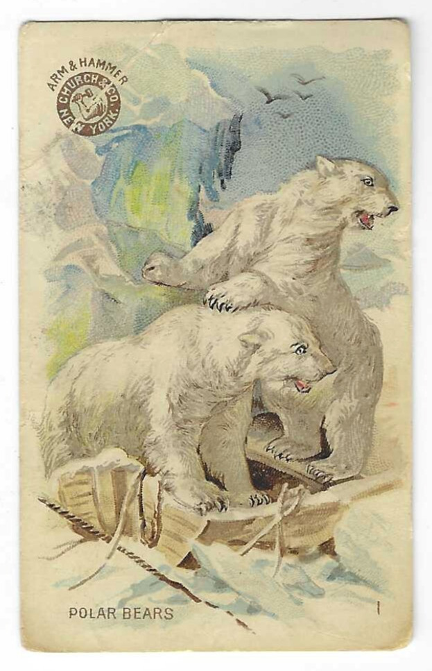 Polar Bears Arm & Hammer Interesting Animals Card Church & Co #1 1898