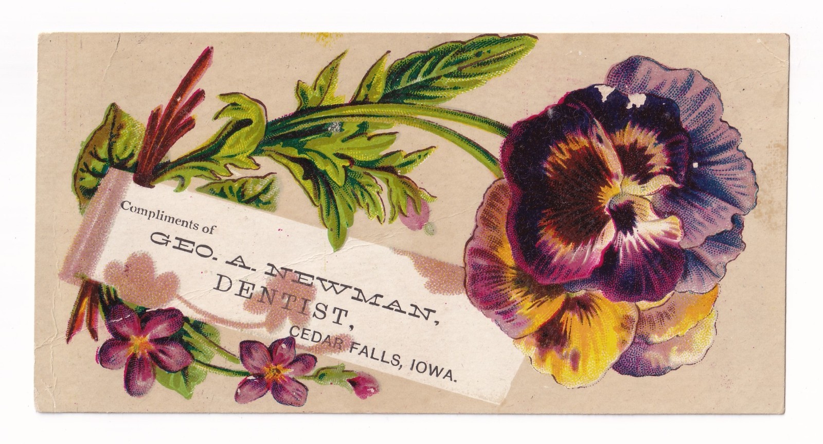 Trade Card Geo. A. Newman Dentist Cedar Falls Iowa Pansy flower